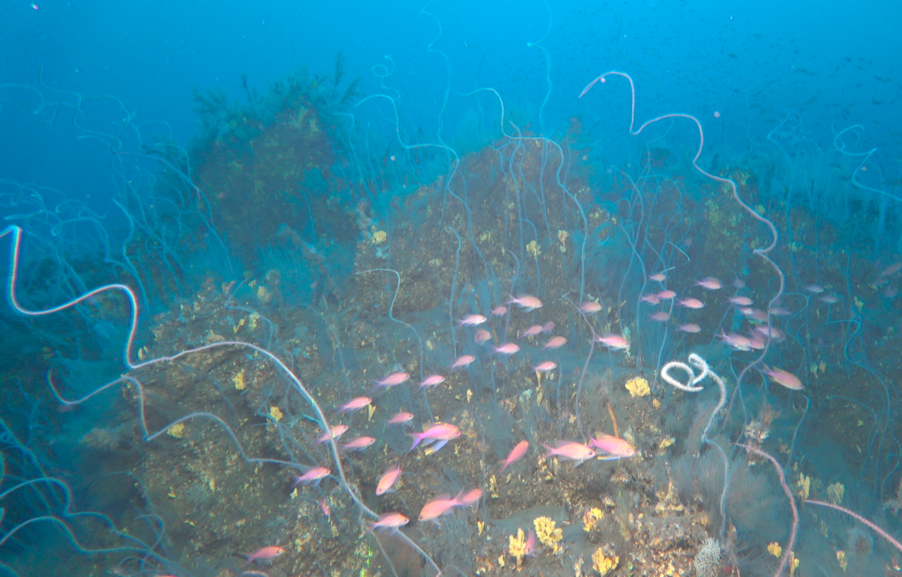 ECOAQUA participa en la exploración de los fondos submarinos de los tres volcanes más jóvenes del archipiélago canario