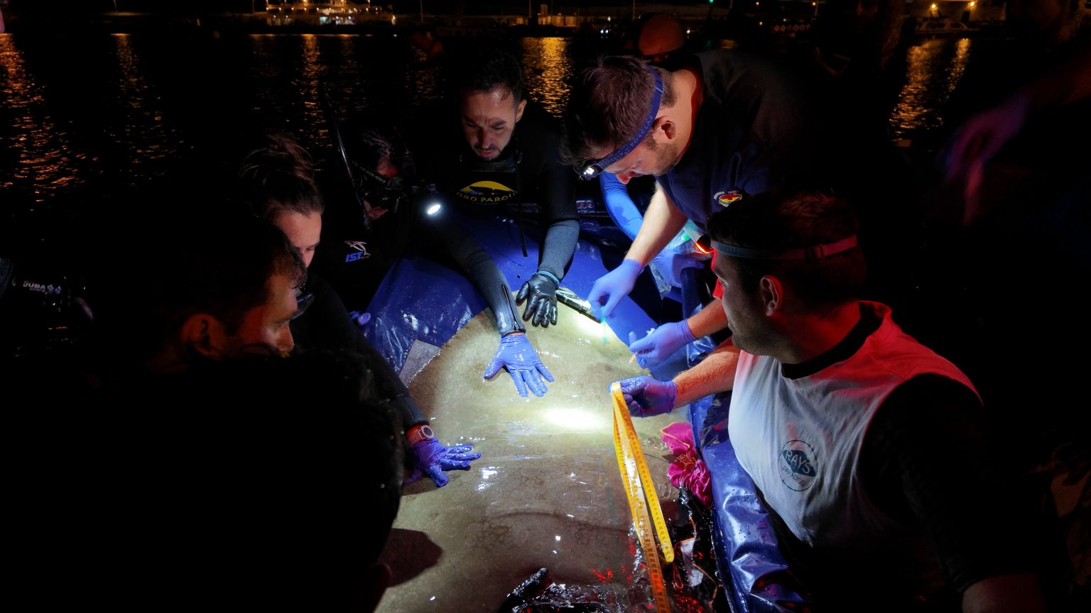 The study of manta rays, a critically endangered species in Europe, progresses thanks to CanBio